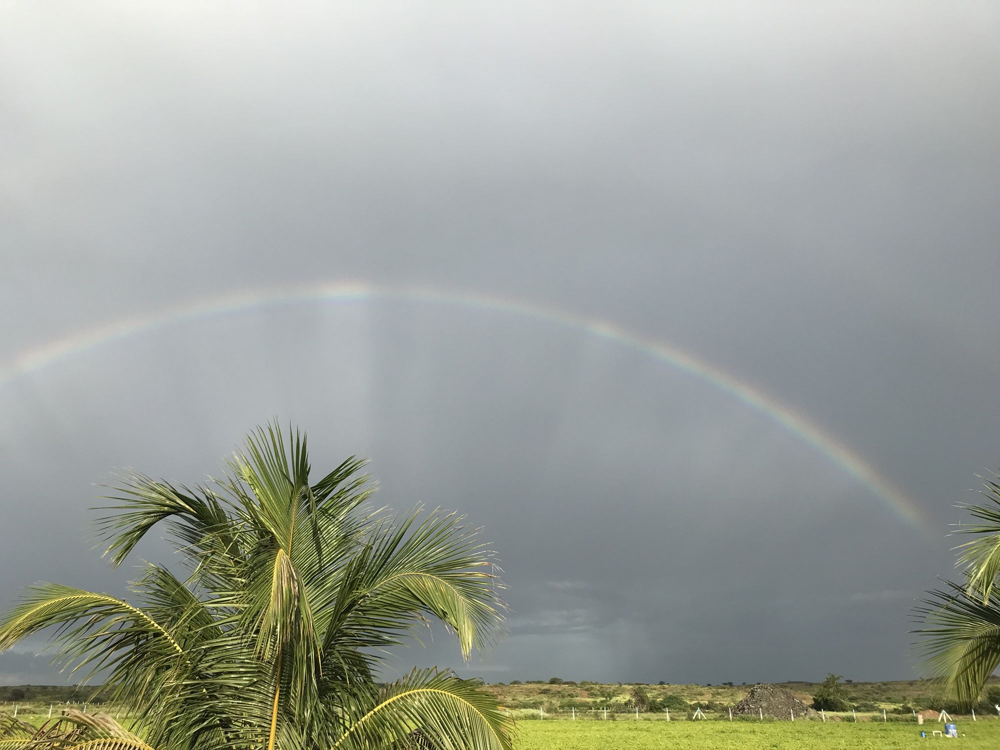 A full rainbow against grey rain clouds above a coconut palm